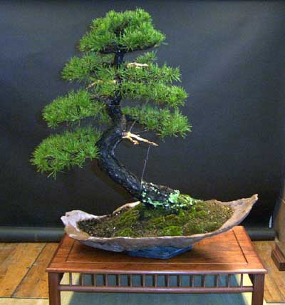 bonsai-haya