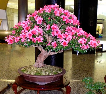 Bonsai MANTENIMIENTO