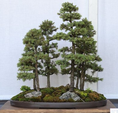 bonsai on line